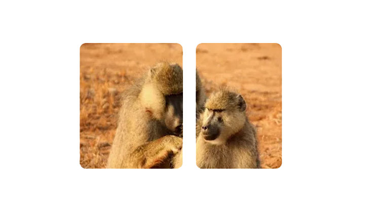 PP Couple Terpisah Monyet Santai